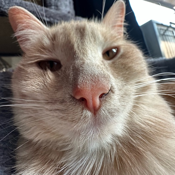 bananaripe - Picture 1 of 1